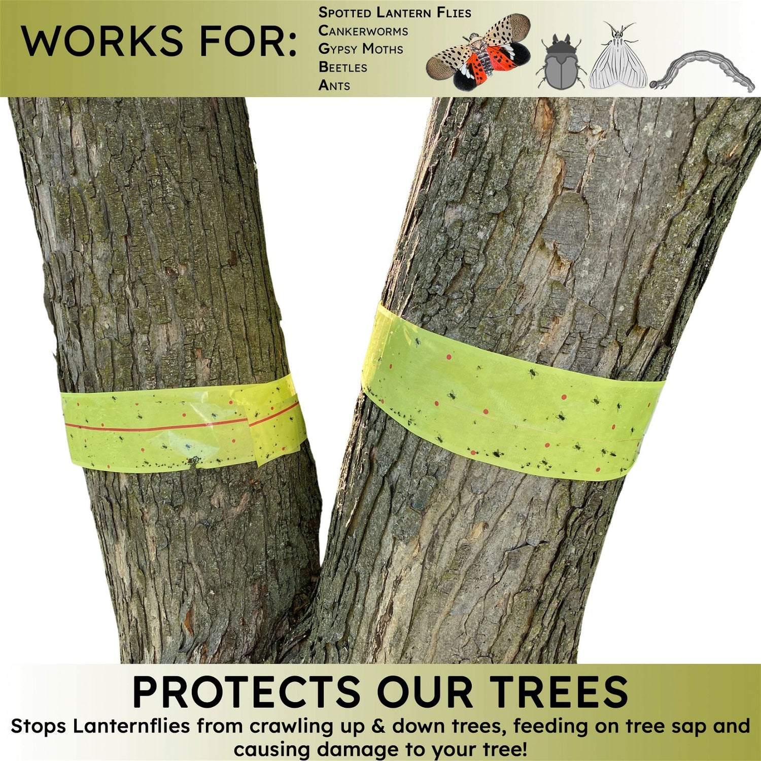 Spotted Lantern Fly Tree Trap - 4 Rolls (30 Feet Each Roll) - Lanternfly Tree Tape Creates a Sticky Barrier Protecting Trees from Harmful Insects - Non-Toxic - W4W Products 